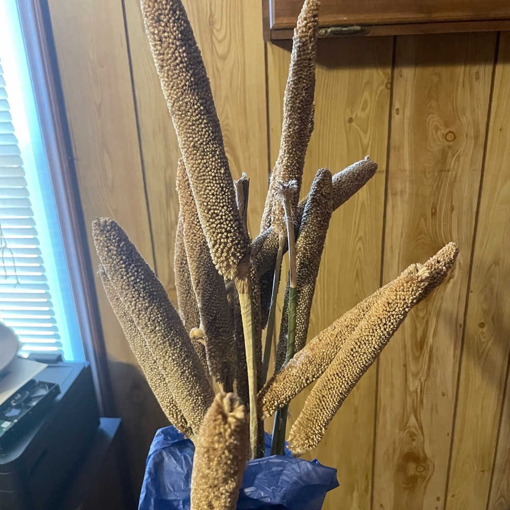 Dried flowers